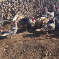 بقلمون محلی|حیوانات مزرعه|شوط, |دیوار