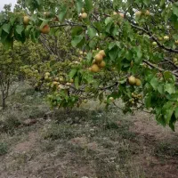 فروش یک قطعه باغ متراز۲۵۰۰متر مربع|فروش زمین و ملک کلنگی|درب بهشت, |دیوار