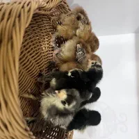 جوجه برهما کوشین  عثمانی  لاری