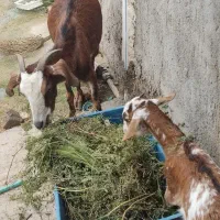 کهره جملی با بچه ماده