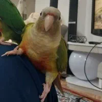 گمشده پرنده گیرینچیگ|حیوانات|مشهد, شهرک امام سجاد|دیوار