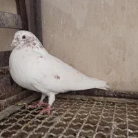 ۶۲ عدد کبوتر پرشی مال یک گنجه...