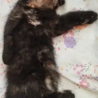 گربه نژاد دار|گربه|نیشابور, خط کاشمر|دیوار