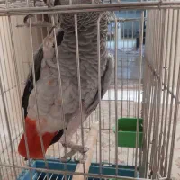 کاسکو ماده مولد 4 تخم