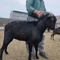 نر بز مورسیا