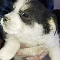 پنج تا توله سگ نژاد پامر اشپیتز قیمت خوب