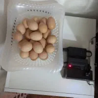 تخم مرغ نطفه دار گلپایگانی