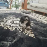 واگذاری سگ شیتزو بصورت رایگان فقط به خانواده