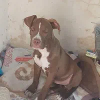 پیتبول ماده نژاد خاص و دوسداشتنی|سگ|محمدیه-قزوین, |دیوار