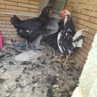 مرغو خورس گلین ریشو پاپر