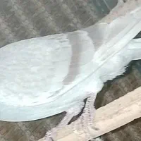 کفتر|پرنده|تهران, پامنار|دیوار