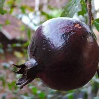 فروش ویژه نهال|گل و گیاه طبیعی|قم, آزادگان|دیوار