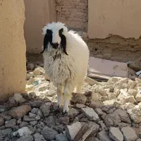 بره درب خونه ای