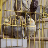 عروس هلندی معاوضه با کفتر