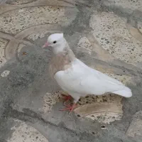 تعدادی کبوتر طوقی همه رنگ|پرنده|سمیرم, |دیوار