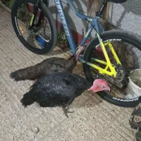 بوقلمو سالم بشرط|حیوانات مزرعه|آزادشهر, |دیوار