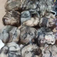 کلا و پالتو پوست