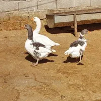 غاز‌ نر‌ وماده|حیوانات مزرعه|ماهیدشت, |دیوار
