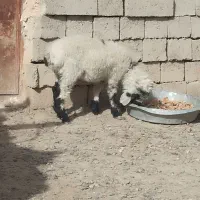 بره ماده