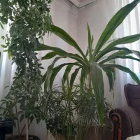 فروش گل طبیعی