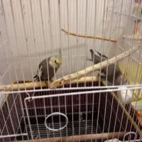 فروش عروس هلندی