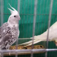 طوطی عروس جفت|پرنده|رشت, دیانتی|دیوار