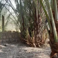 فروش نخل ریش دار