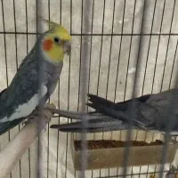 یک جفت عروس هلندی خاکستری مولد|پرنده|اصفهان, شیخ اشراق|دیوار