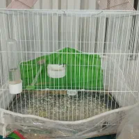 عروس هلندی|پرنده|مشهد, کشف|دیوار