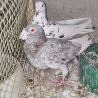 چندجفت کفترنروماده|پرنده|بندرعباس, |دیوار