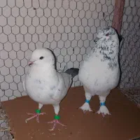 کبوتر دم سیاه