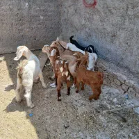 کره بزغاله دوماه