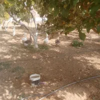 یه جفت قوقاز نروماده 4ماهه ش دهاقان دونه1200