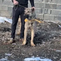 سگ سراب نسل بزسرخاب