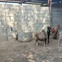 ۳ راس بره ماده ، سالم و سرحال