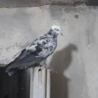 کاشان|پرنده|ارومیه, |دیوار