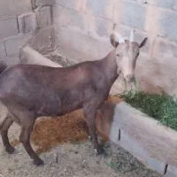 بز سانن اصل