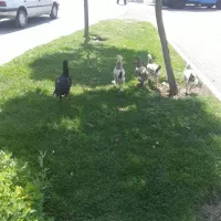 ۴عدد جوجه برهما ویک مرغ لاری دنگ بالا