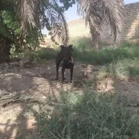 واگذاری