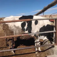 گاو شکم اول