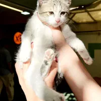 پیشی|گربه|تهران, نیروی هوایی (پیروزی)|دیوار