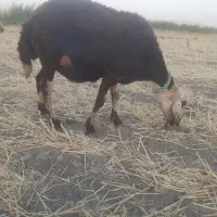 گوسفند