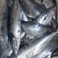شیرماهی تازه