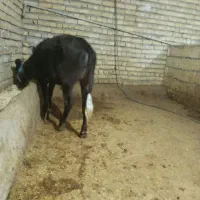 گوساله سویسی ماده جنس خوب