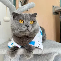 گربه نر اسکاتیش بلو جفت گیری