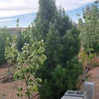 فروش-باغ