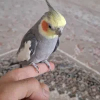 عروس هلندی دستی|پرنده|اصفهان, جاوان|دیوار