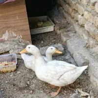 اردک