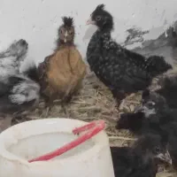 جوجه دو ماهه لهستانی