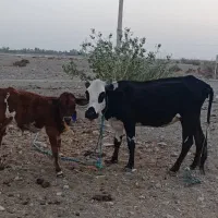 فروش دو راس گاو